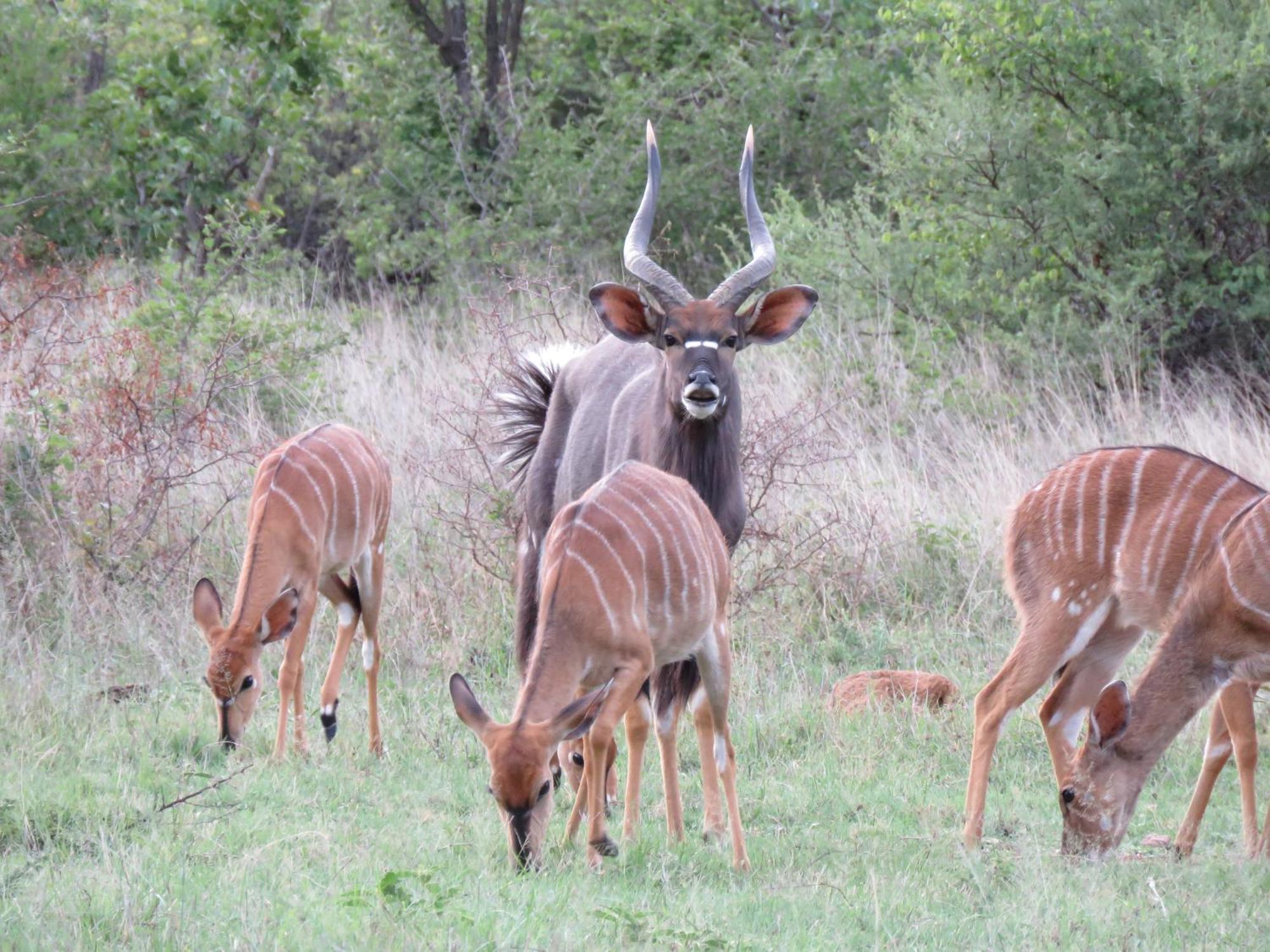 Sable Creek Safari Lodge Tzaneen Extérieur photo